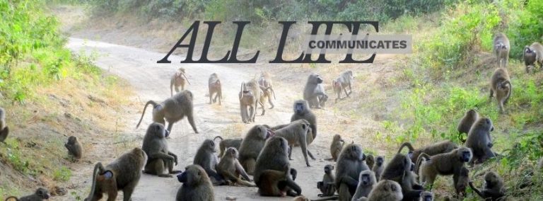 All Life Communicates